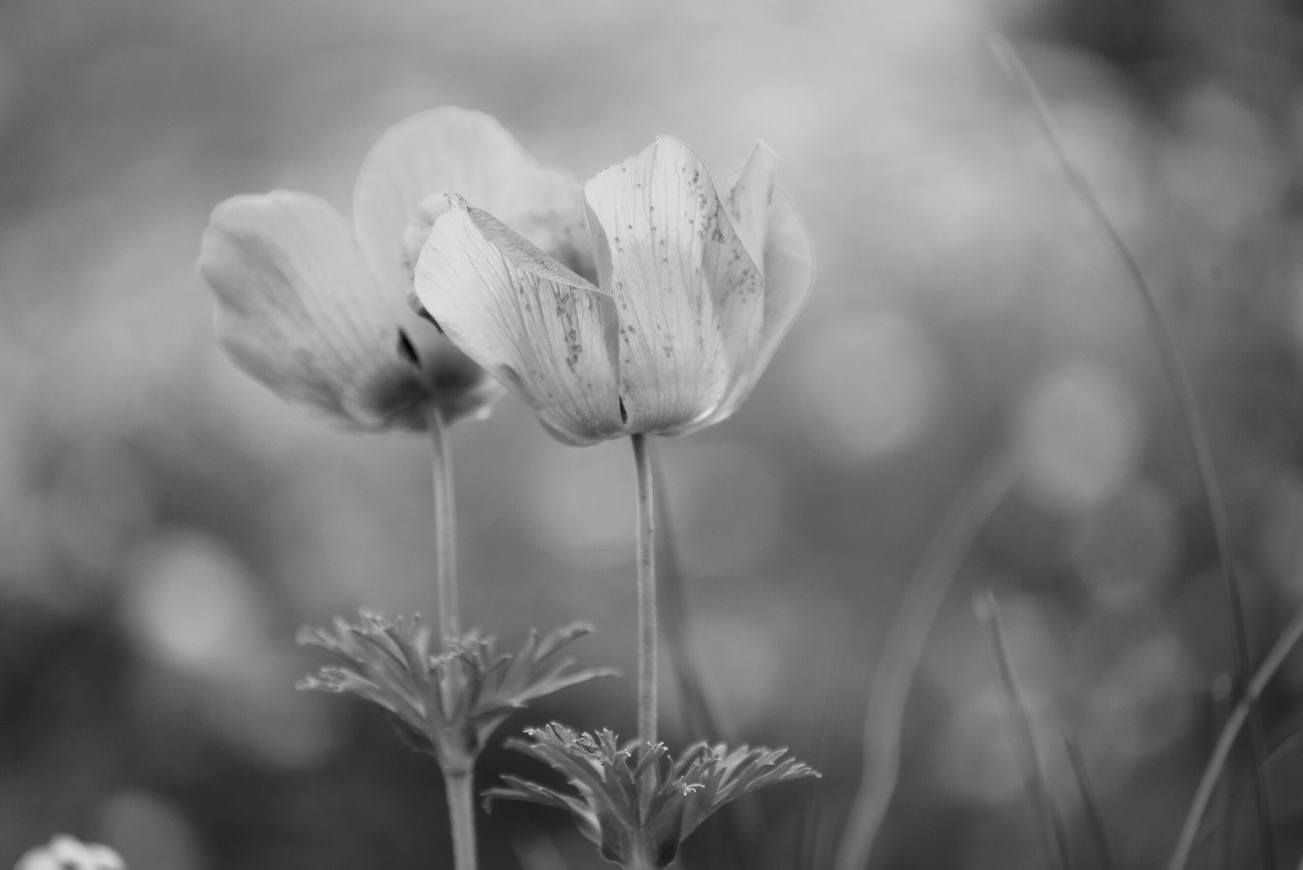 פריחה בשחור לבן