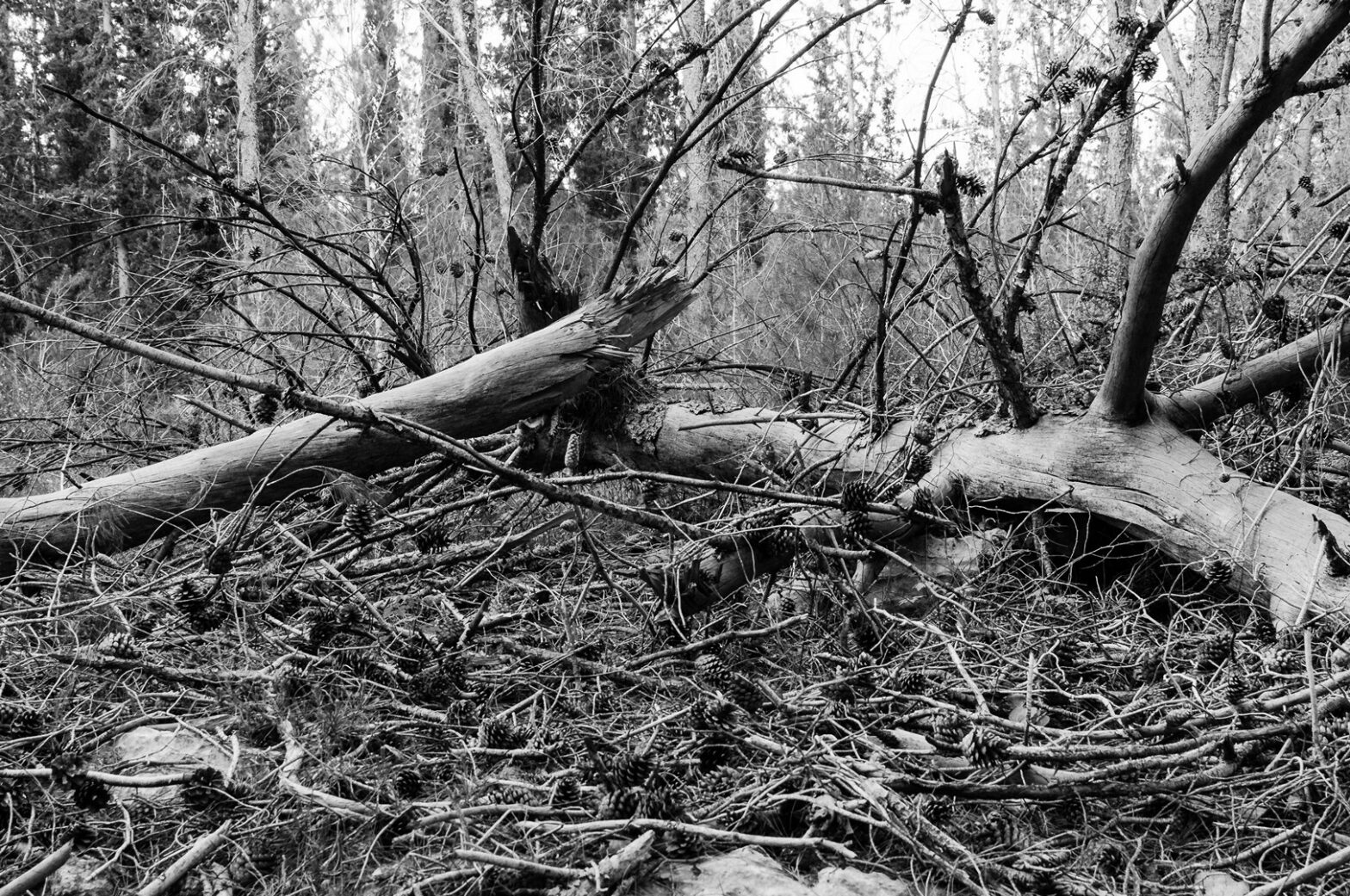 Some of You Are Going to Die