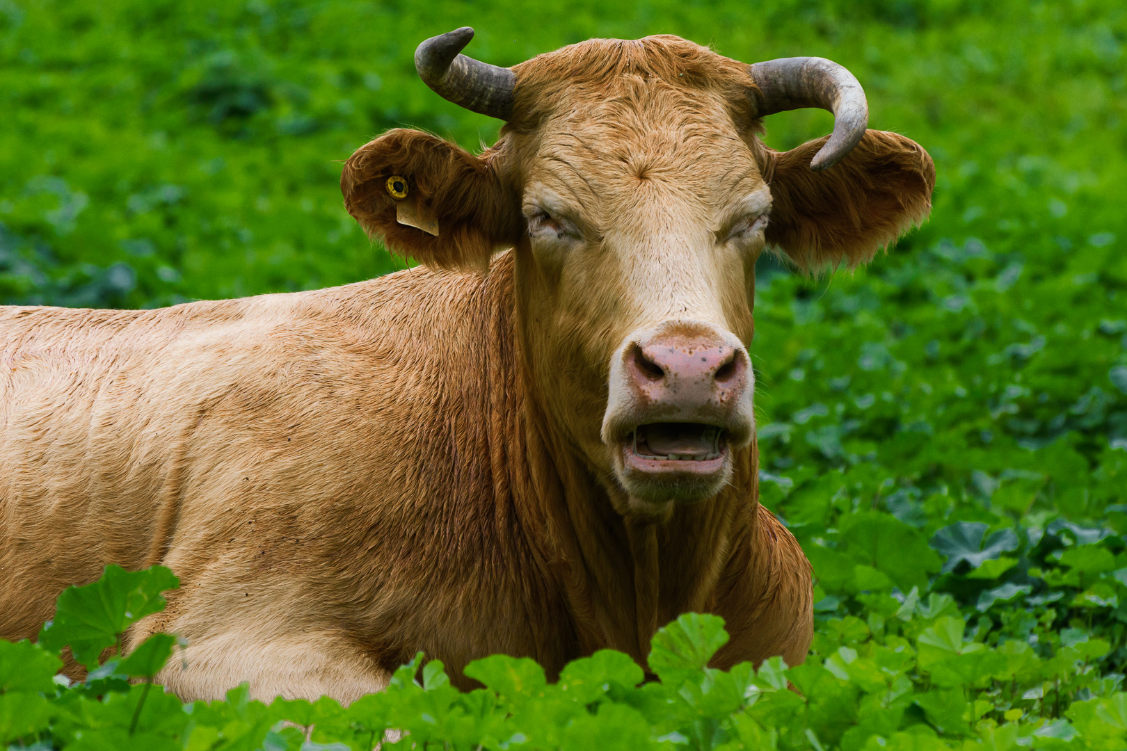 פרות בגבעות הדרומיות