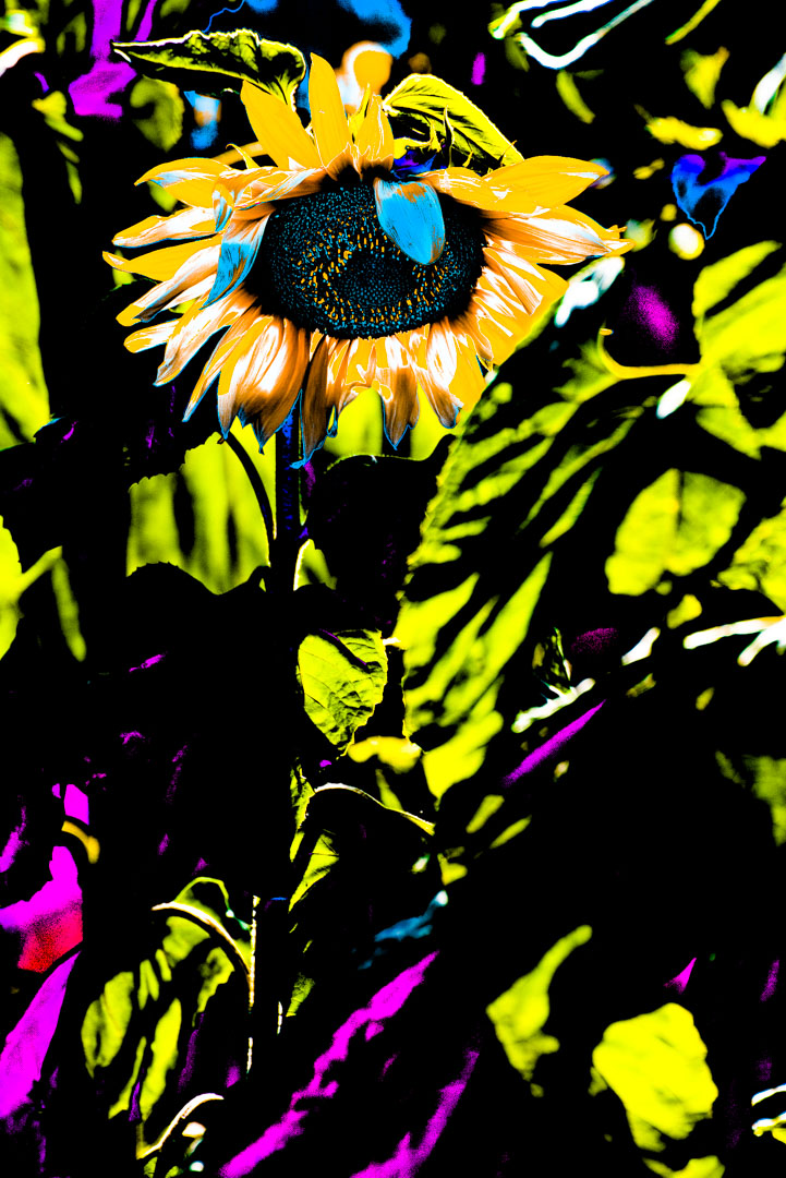 שלושה ביקורים בשדה חמניות