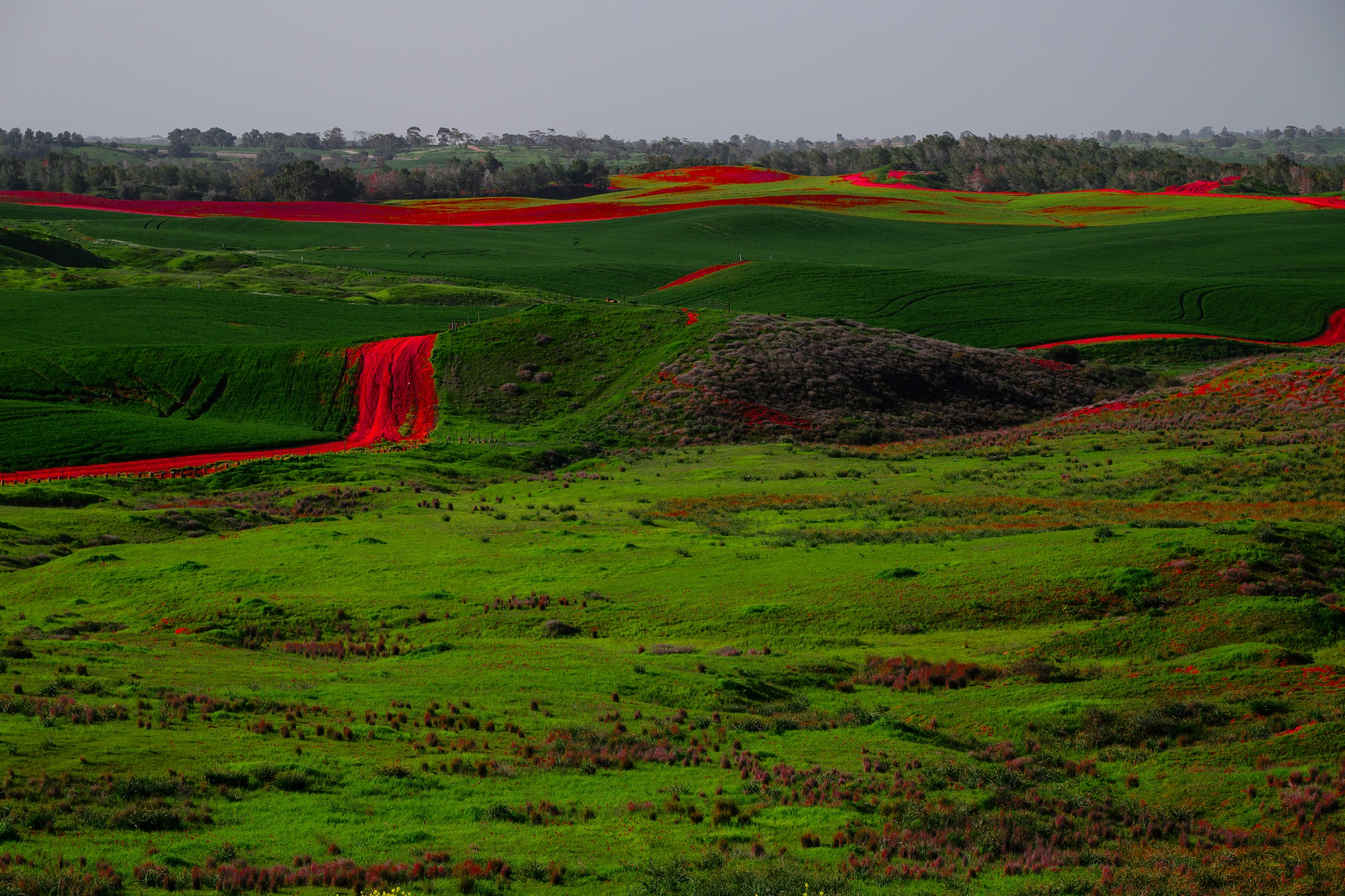 מרחבים ירוקים ב"דרום אדום"